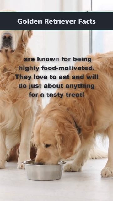 What's it Like Owning a Golden Retriever | Beware Food Motivation #shorts #GoldenRetrieverFunFacts смотреть онлайн