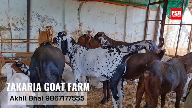 Zakaria Goat Farm Complete Farm Tour | Big Khassi Goats in Mira Road Mumbai смотреть онлайн