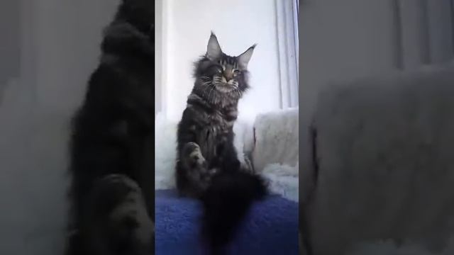 Ostin смотреть онлайн