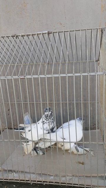 Мои Сочи 2023 смотреть онлайн