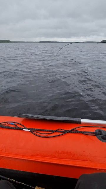 Рыбинское водохранилище. Берш смотреть онлайн