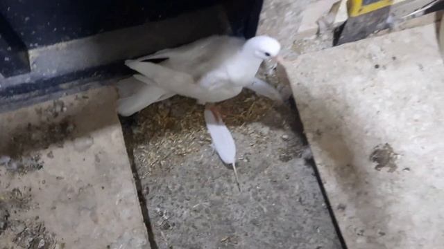 Голуби Бакинцы, мои первые широкохвостые пискуны. смотреть онлайн