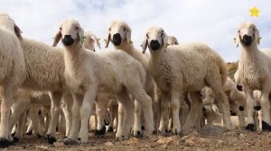 Угадай Чей Домик 2 - Животные по Системе Монтессори - Развивающие Мультики для детей