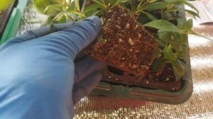 Адаптация саженцев гортензии после укоренения. 🌱