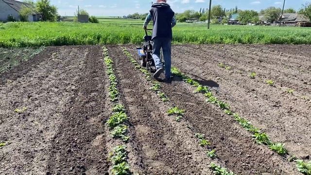 Прополка міжряддя картоплі мотоблоком ДТЗ 470Б смотреть онлайн
