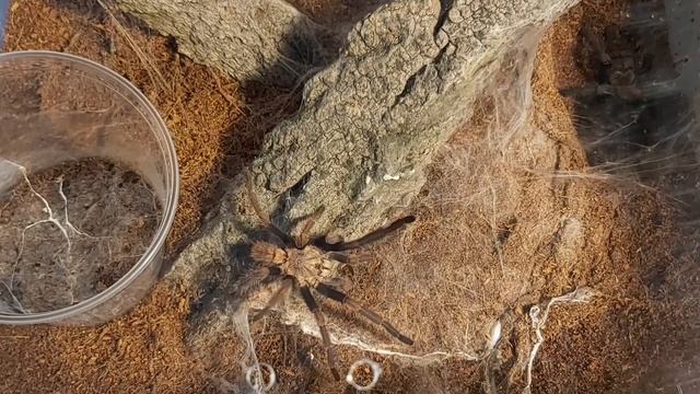 KOPULACJA Chilobrachys fimbriatus/ MATING chilobrachys fimbriatus смотреть онлайн