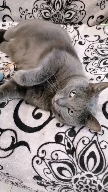 Вставая на весы помните! 🥴😁🐈🤣🤣 #cat #мем #юмор #shortvideo #животные #рек #топ #shots #кот #котики смотреть онлайн