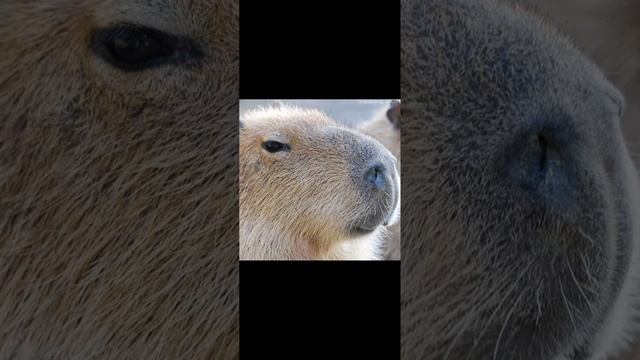 Песня капибара#капибара#песня