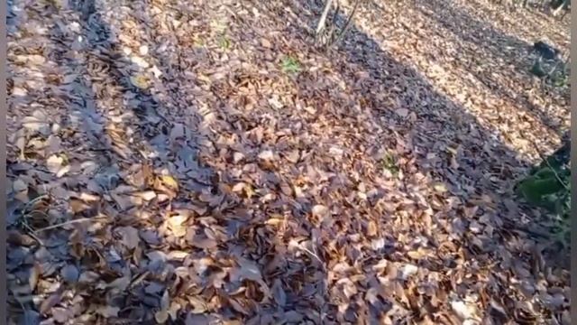 Её удалось впросить смотреть онлайн