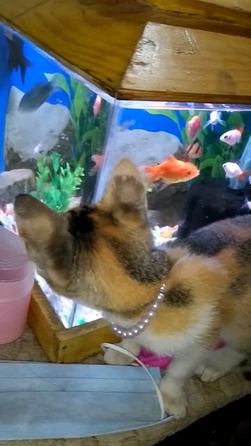 When the cat saw fish in aquarium 🐠🐟 смотреть онлайн