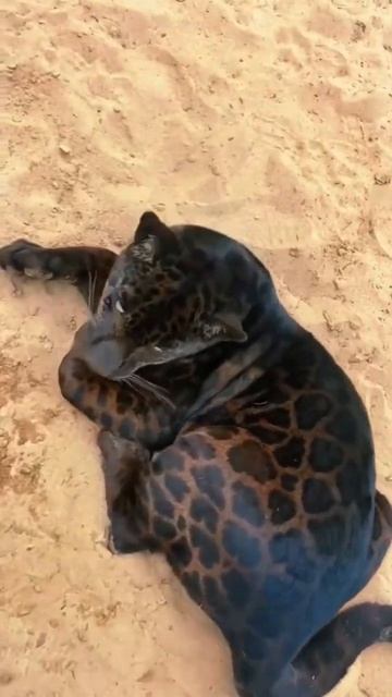 Black panther attack 😱😱😱 #shorts смотреть онлайн