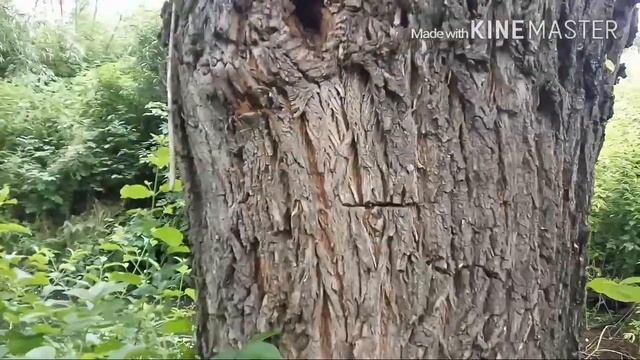 Дикі мої бджоли. смотреть онлайн