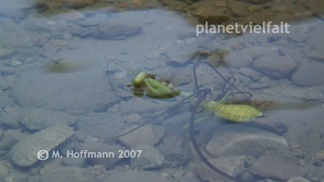 Aus einer Fangschrecke schlüpft ein Saitenwurm, Neu-Guinea, parastic horsehair worm смотреть онлайн
