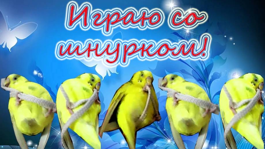 Попугай на спине! Как попугай переворачивается на спину во время игры) смотреть онлайн