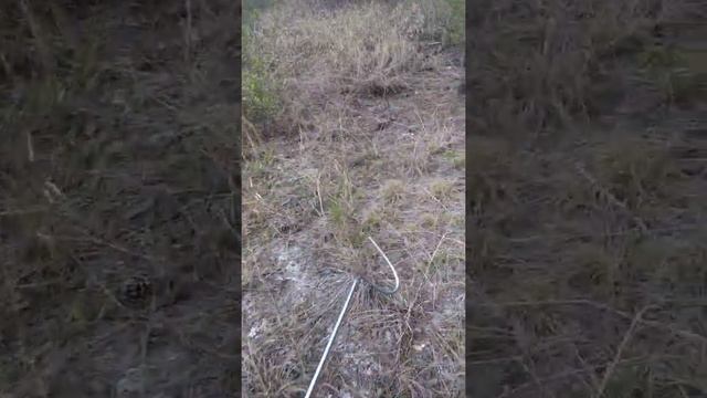 Found a Scorpion 🦂 in Deep Creek Preserve Florida смотреть онлайн