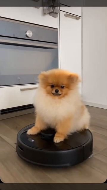 New Rolls-Royce Roborock s5 Max, Pomeranian Puppy #roborocks5max смотреть онлайн
