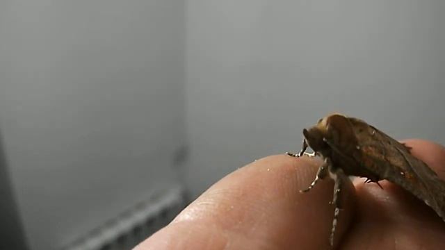 Herald Moth - Scoliopteryx libatrix vid2-Carharrack - Cornwall 30th March 2014 смотреть онлайн