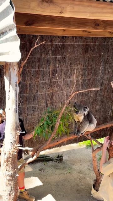 Koala - Feeding time смотреть онлайн