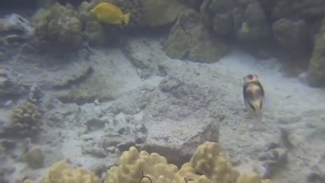 kona 2011 Lagoon Triggerfish смотреть онлайн