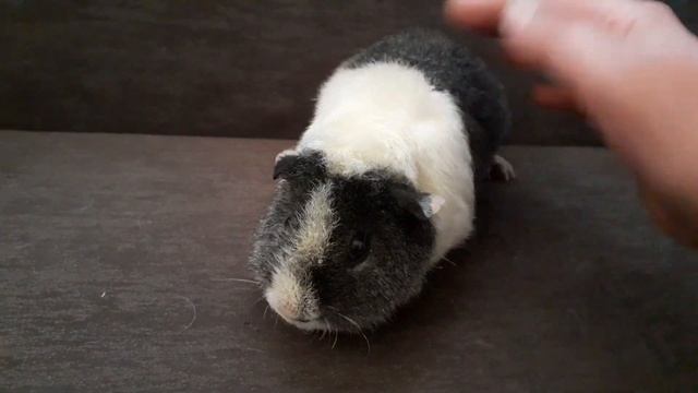 американский тедди серебро агути с белым из питомника ZLATO VLASKA смотреть онлайн