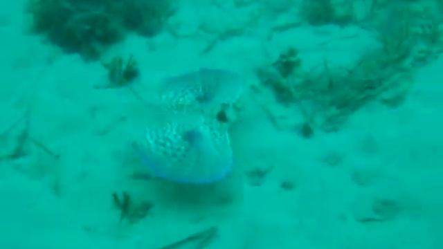 Flying Gurnard смотреть онлайн