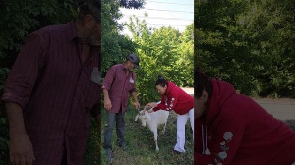 оля пьет молоко прямо из вымеени козы