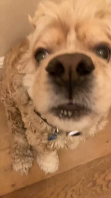 The ultimate good boy #cute #dog смотреть онлайн