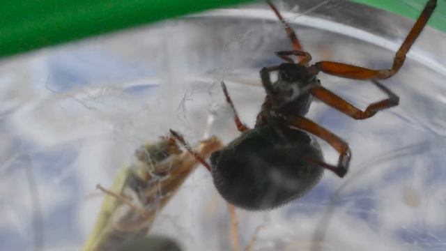 Steatoda nobilis, la fausse veuve noble смотреть онлайн
