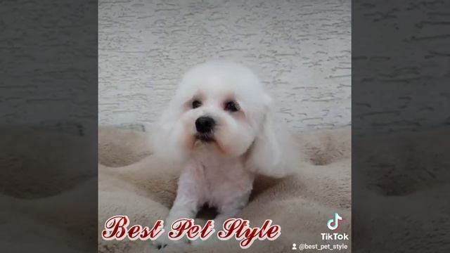 תספורת למלטז смотреть онлайн