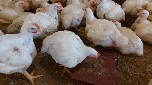 Why my Chickens gained 3 Kg Weight in 42 days (ROSS 308) смотреть онлайн