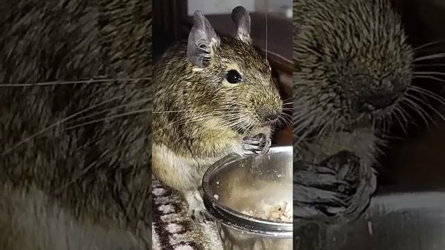 🐹🐹 белочка дегу кушает гречку🐭 смотреть онлайн