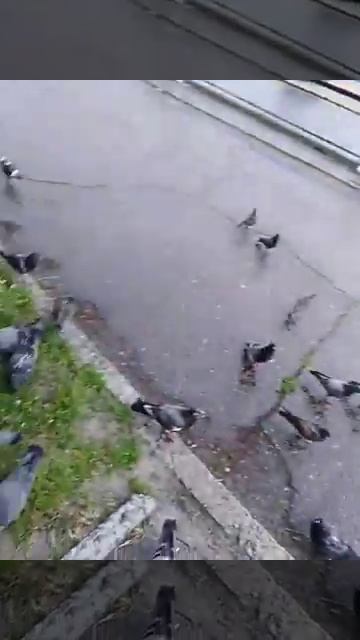 Кормление голубей и уток в Пинске! смотреть онлайн