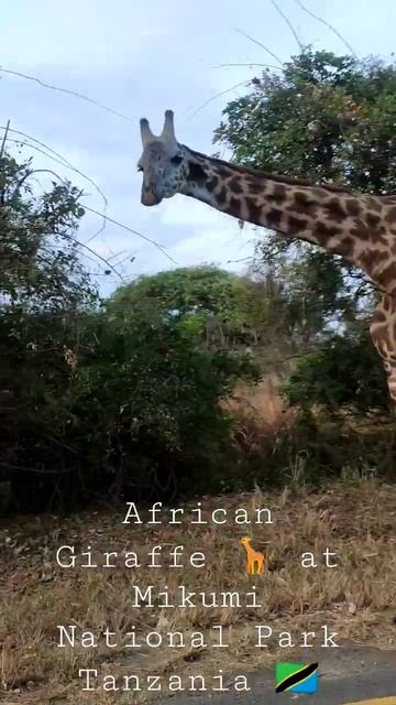 #africa #giraffe #wildlife #safari #animallover #india #indianinafrica #bihari #african #tanzania смотреть онлайн