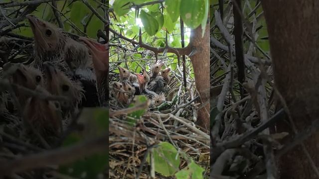 filhotes de anum braco,rabo de palha, guira guira смотреть онлайн