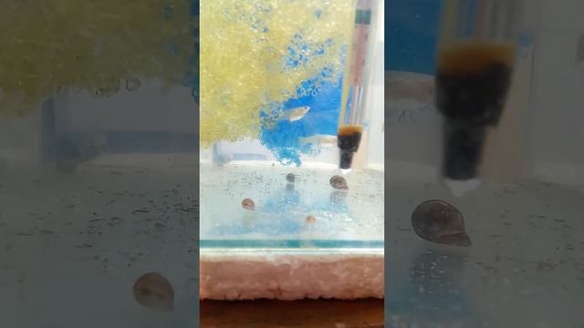 первые роды у гуппи смотреть онлайн