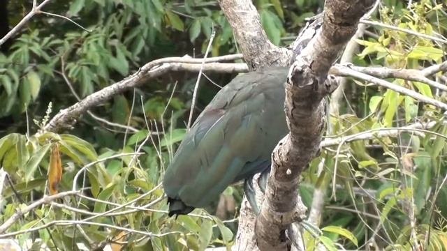 Green ibis (Mesembrinibis cayennensis, Gmelin, 1789) смотреть онлайн