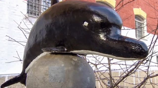 Черный дельфин 1488 секунд! смотреть онлайн