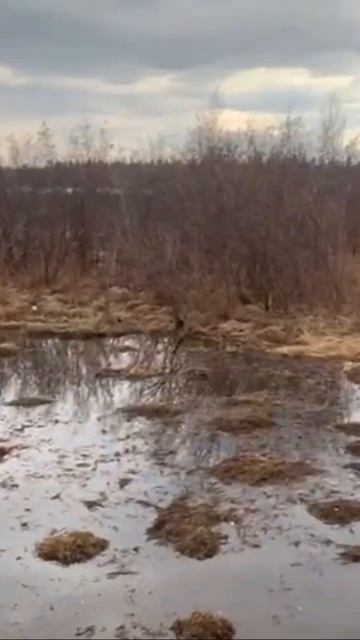 ЗЭТ- твой проходимый помощник Спасибо за видео нашим клиентам. #вездеход #завод #квадроцикл #atv смотреть онлайн