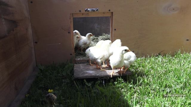 Цыплята 1й день на улице смотреть онлайн