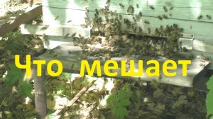 Что мешает семьям пчел быть сильными