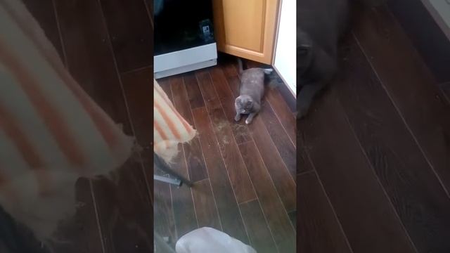 Кошка дура смотреть онлайн