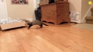 Питомцы Викторина! Развивающие мультики про животных для детей