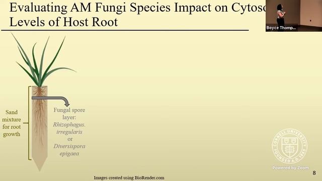 Environmental Impacts on Cytosolic Phosphate Levels in Brachypodium distachyon Root Cells... смотреть онлайн