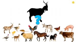 Учим Животных по Системе МонтессориРазвивающие Мультики для Детей про животных