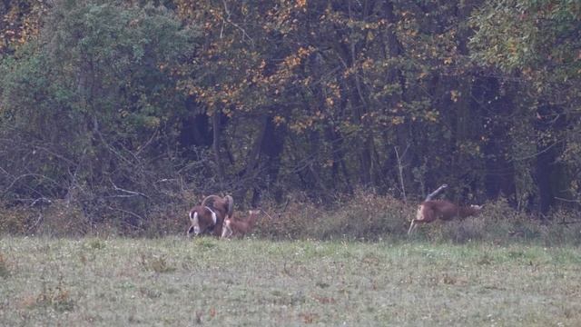 Mouflon (Ovis musimon) смотреть онлайн
