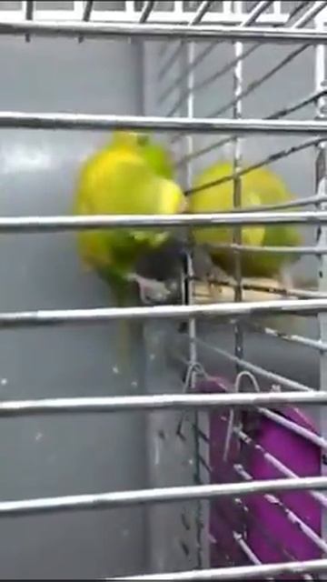 Любовь за решеткой Волнистые попугаи Wavy parrots смотреть онлайн