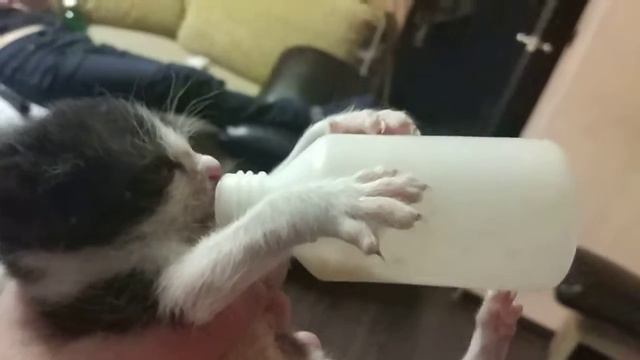 Малыш пьет смотреть онлайн