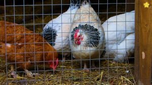 3D Домашние животные. Имена и звуки животных для детей. Учим как говорят животные