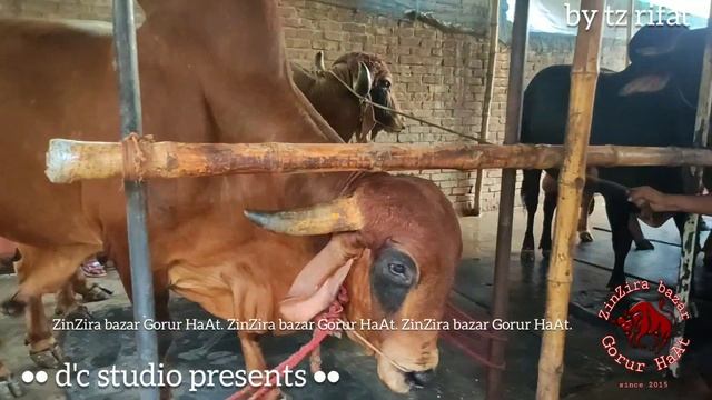 293 | Ma Sha Allah | Heavy Weight Gyr Bull Pair | Show Time | Huge Hump | Belal Agro | ZbGH 2020 смотреть онлайн