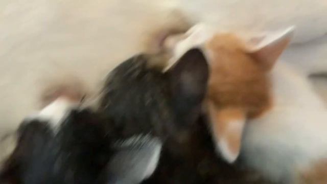 Котики пьют молоко 🥰 смотреть онлайн